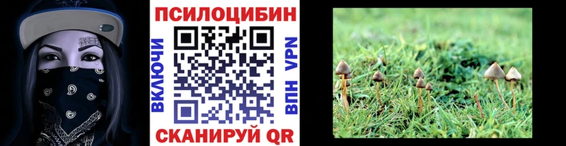 Псилоцибиновые грибы Cubensis  Вязники 